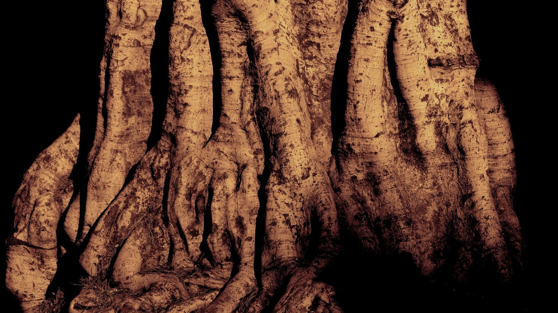 Tree-trunk