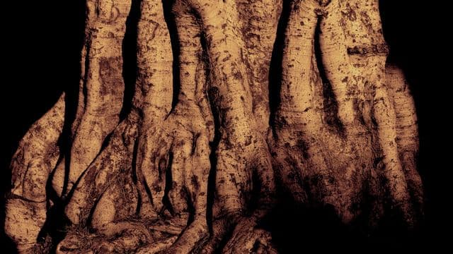 Tree-trunk