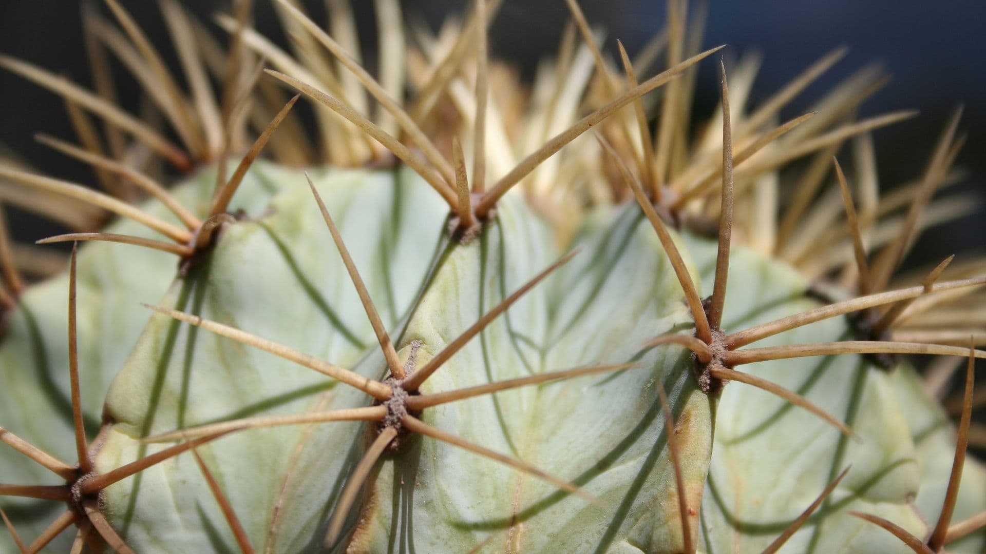 cactus-1529336