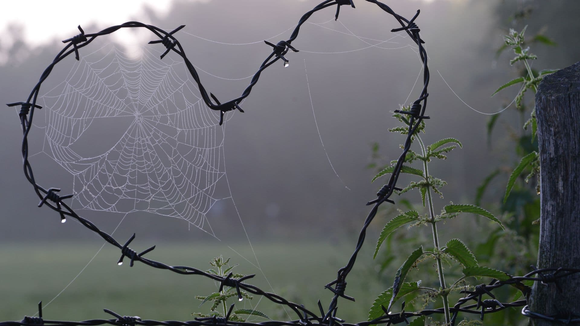 cobweb-1949778