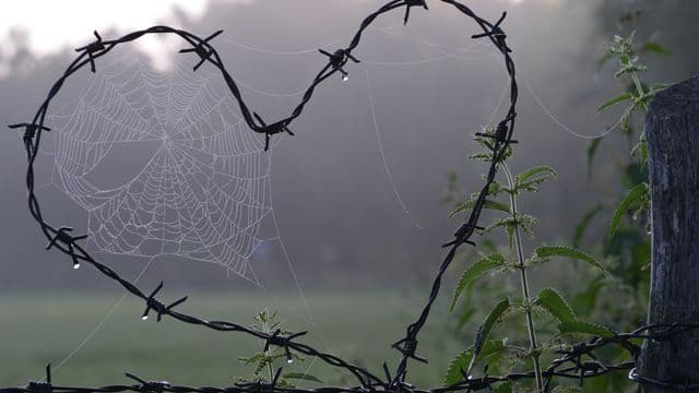 cobweb-1949778