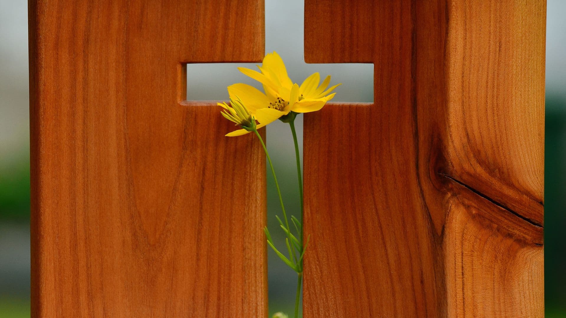 cross-1517094
