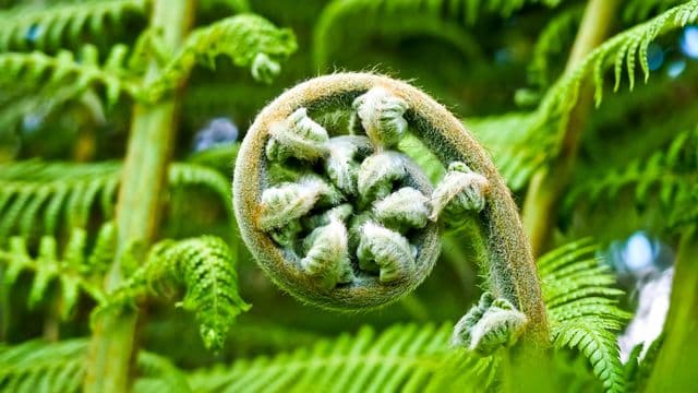 cycad-2245814