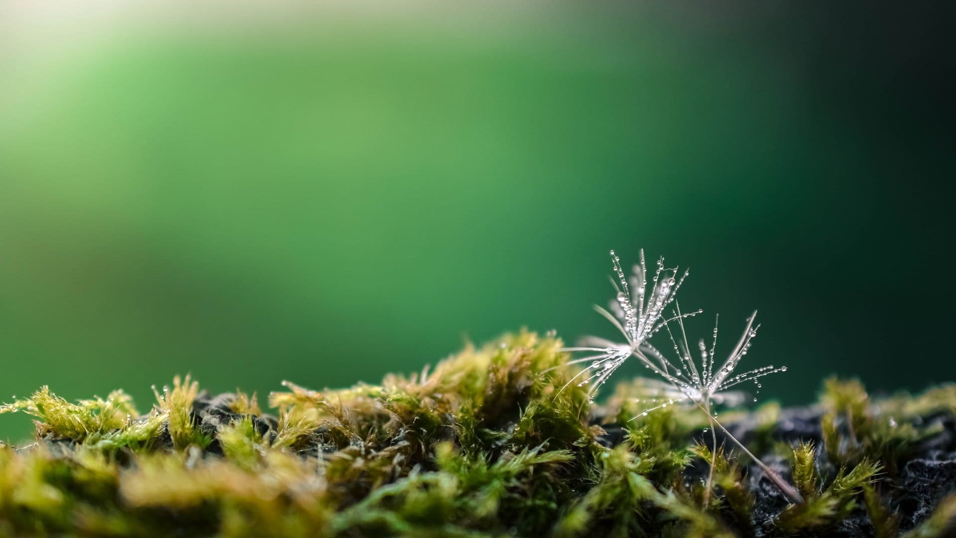 dandelion-1737324