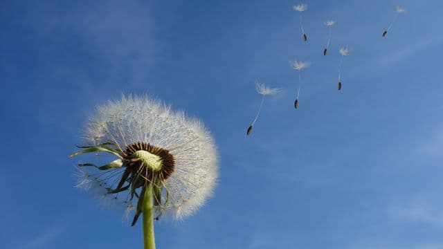 dandelion-463928
