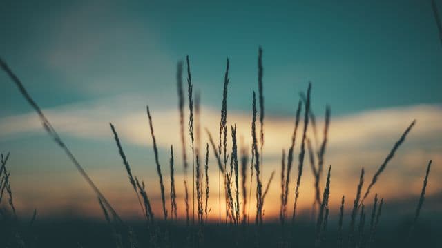 dawn-1867413