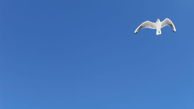 dove-1140208