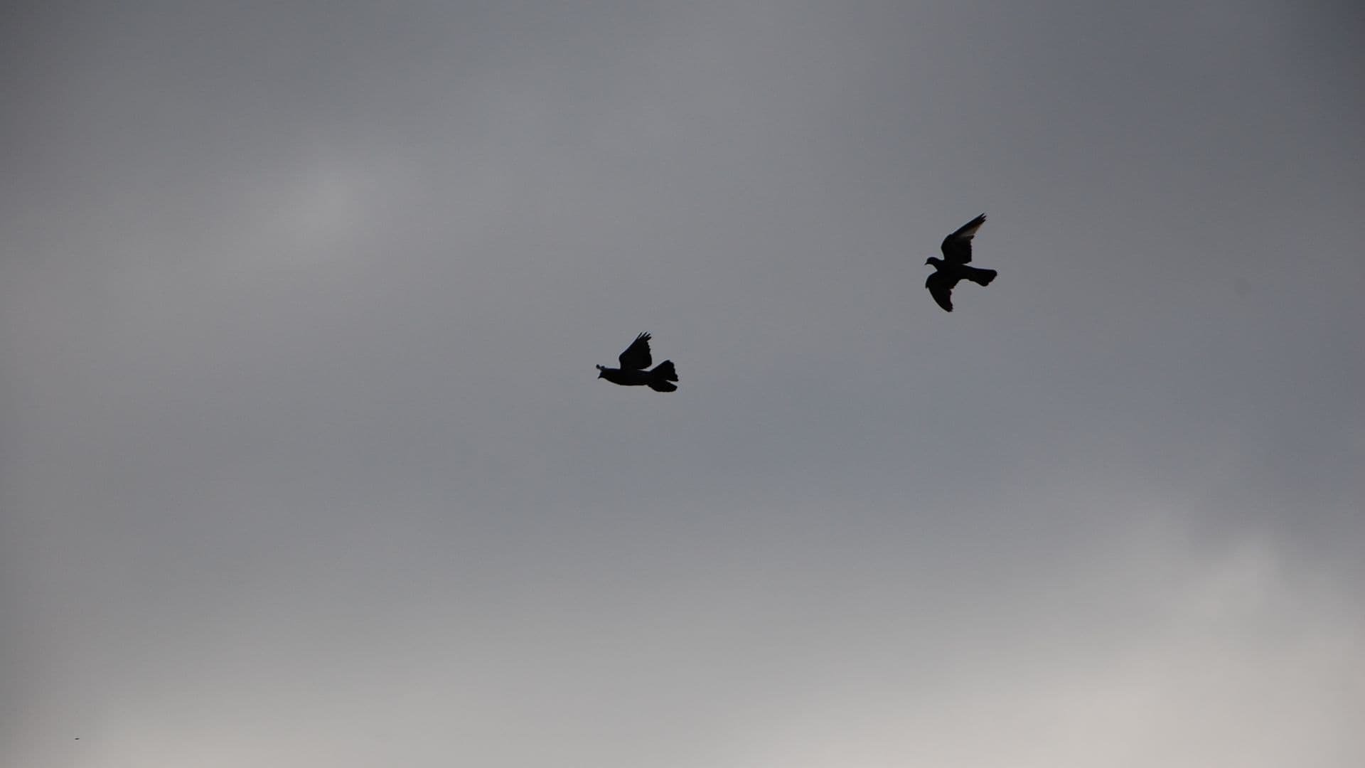 dove-594809
