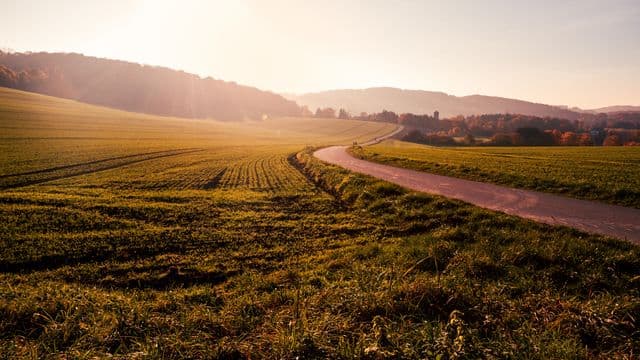 field-1246620