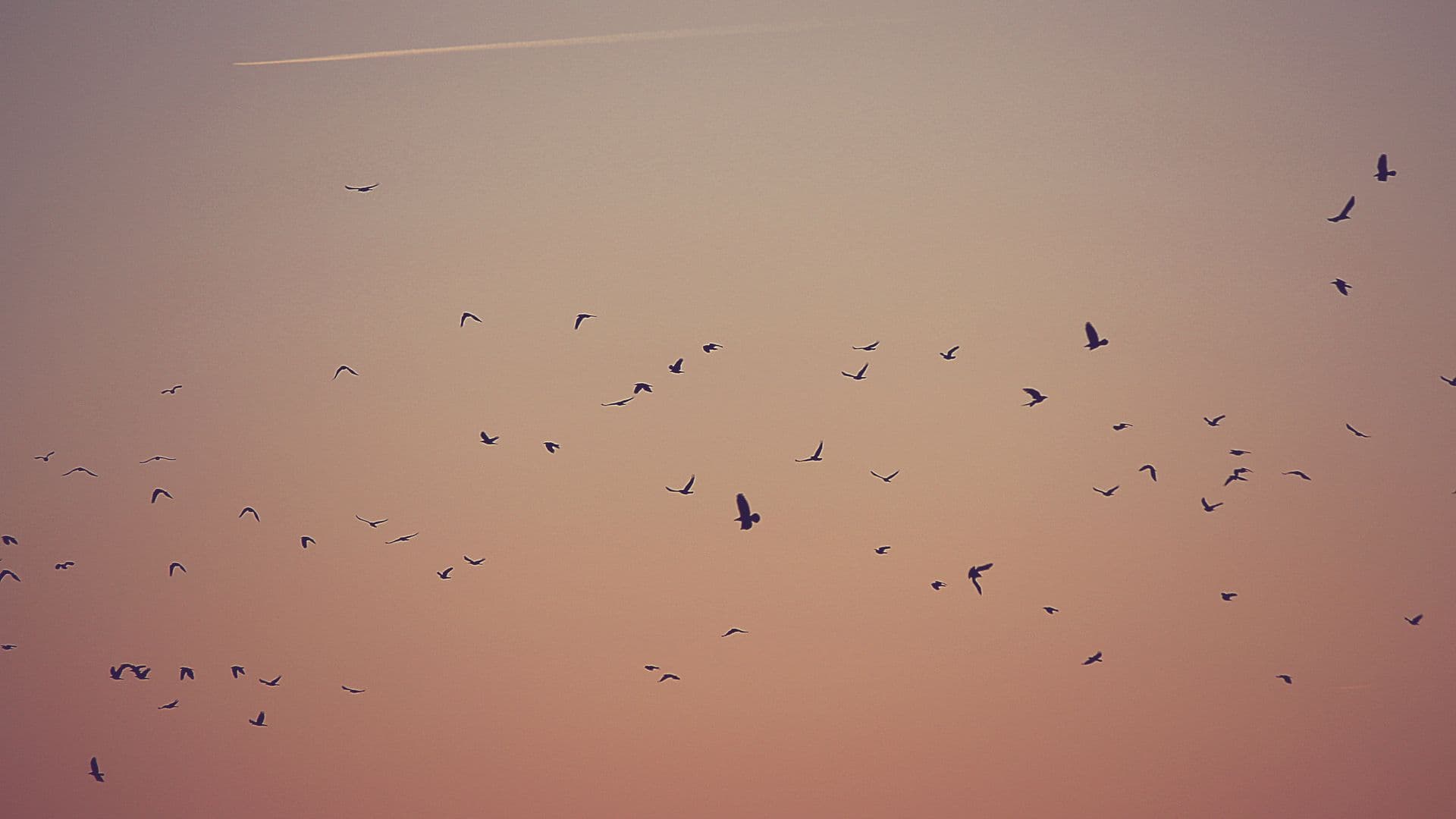 flock-of-birds