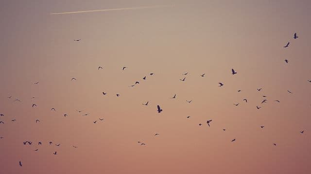 flock-of-birds