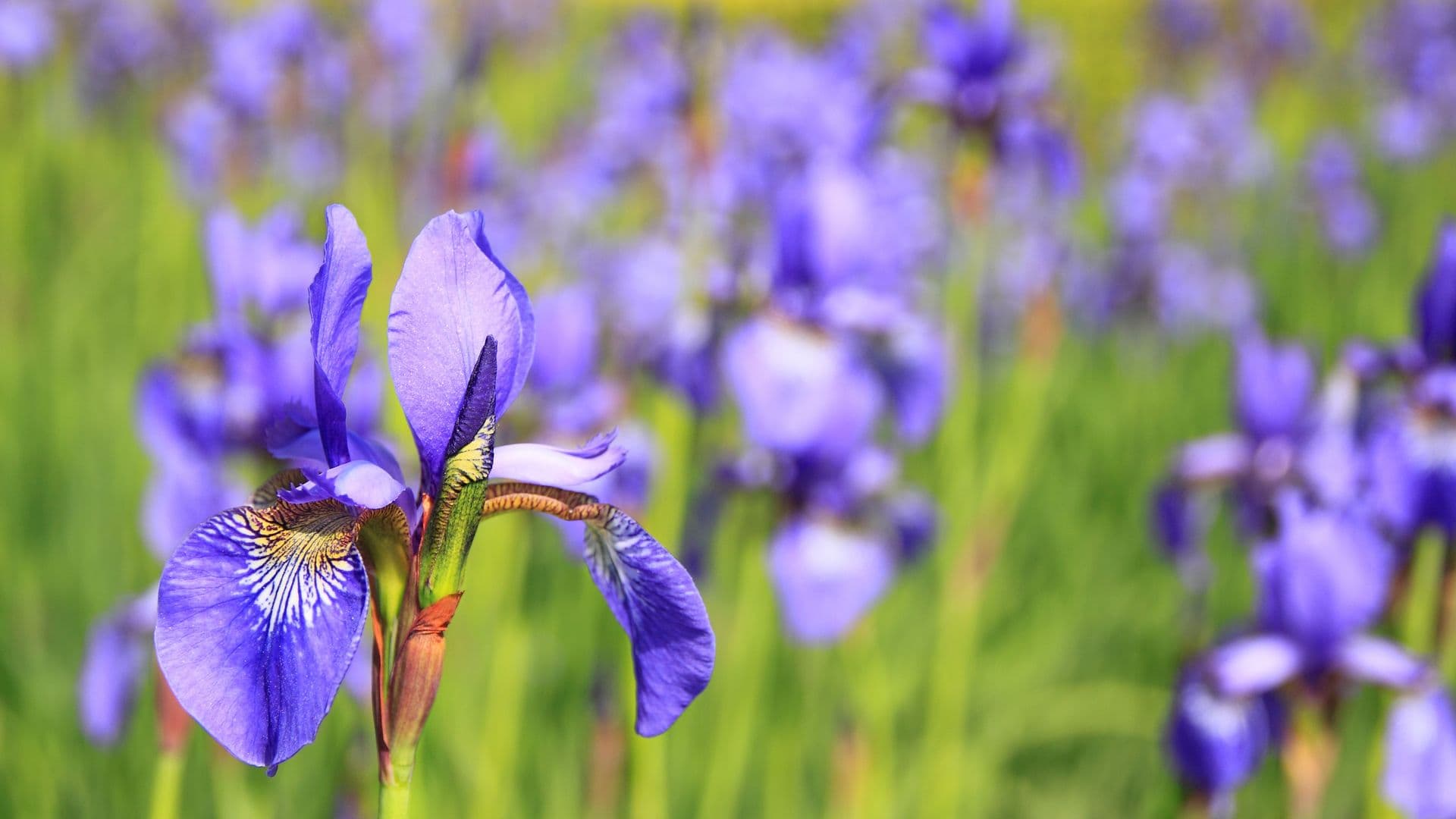 flower-76336