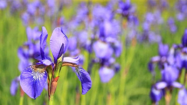 flower-76336