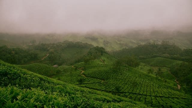 fog-1209215