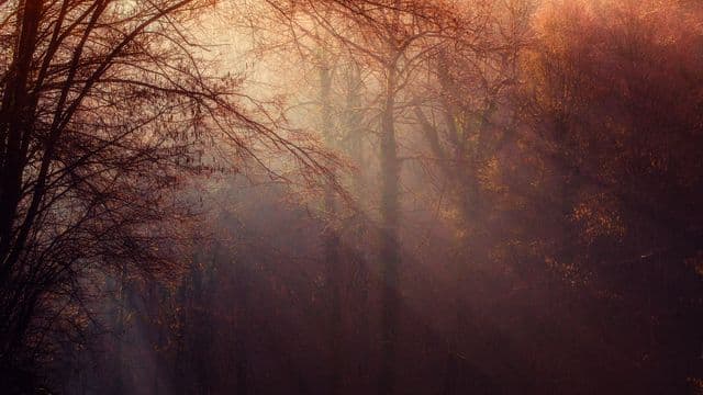 forest-1225983
