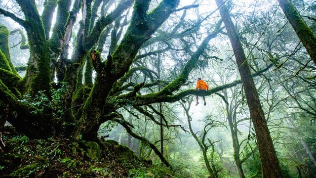 forest-1245692