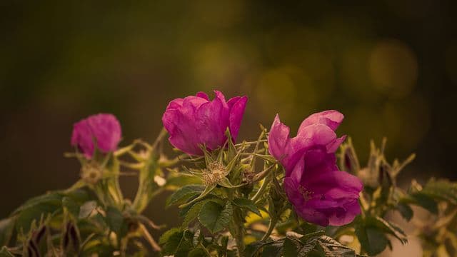 garden-rose-823824