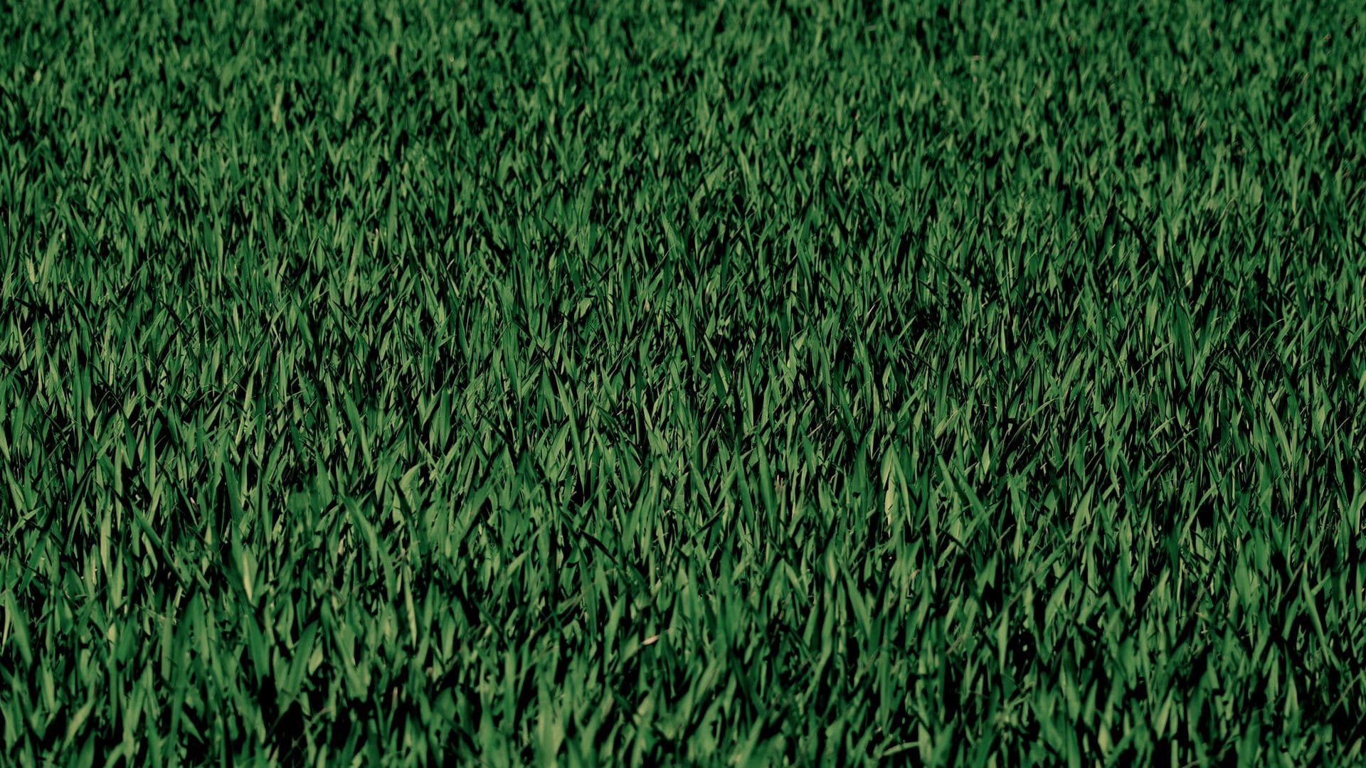 grass-275986
