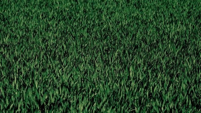 grass-275986