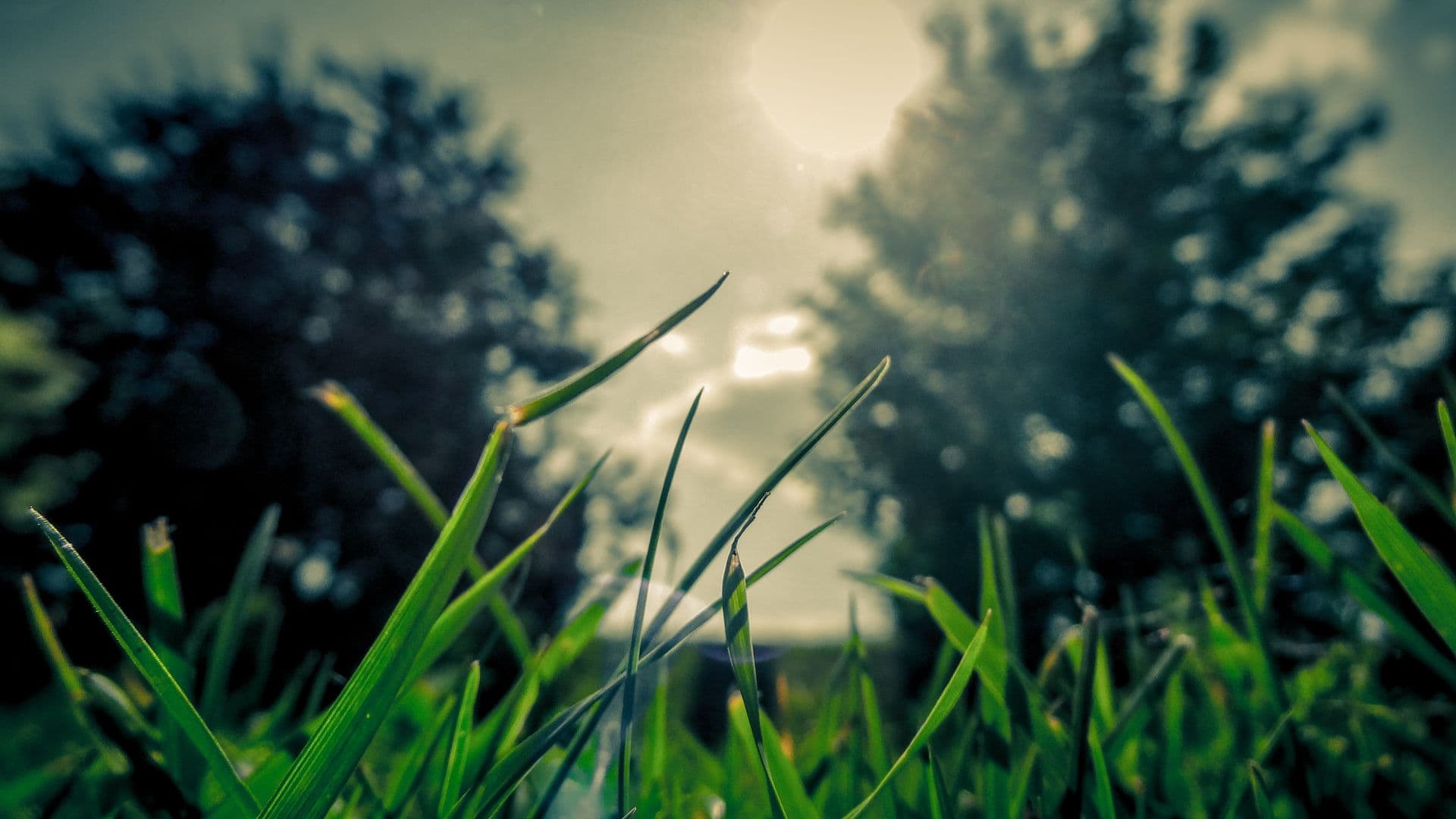 grass-336654
