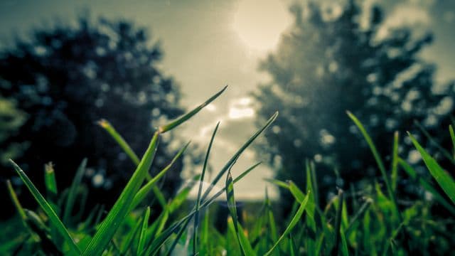 grass-336654