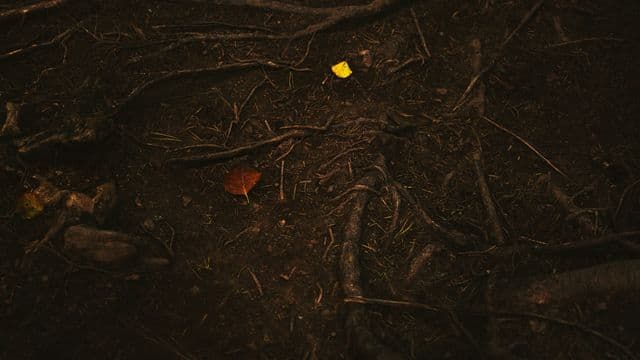 ground