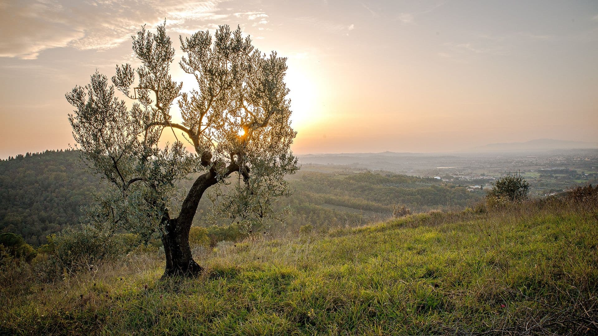 landscape-559434