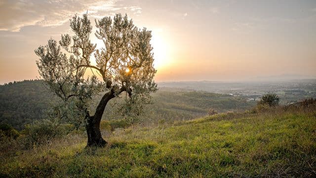 landscape-559434