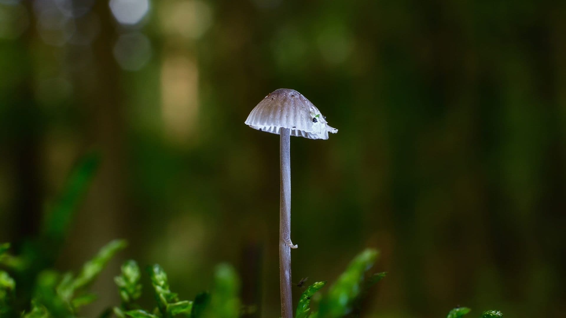 mushroom-2595523