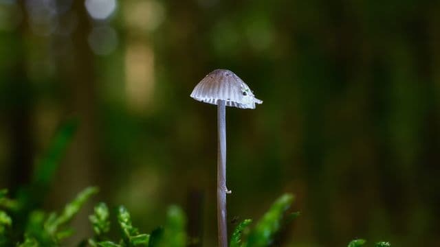mushroom-2595523