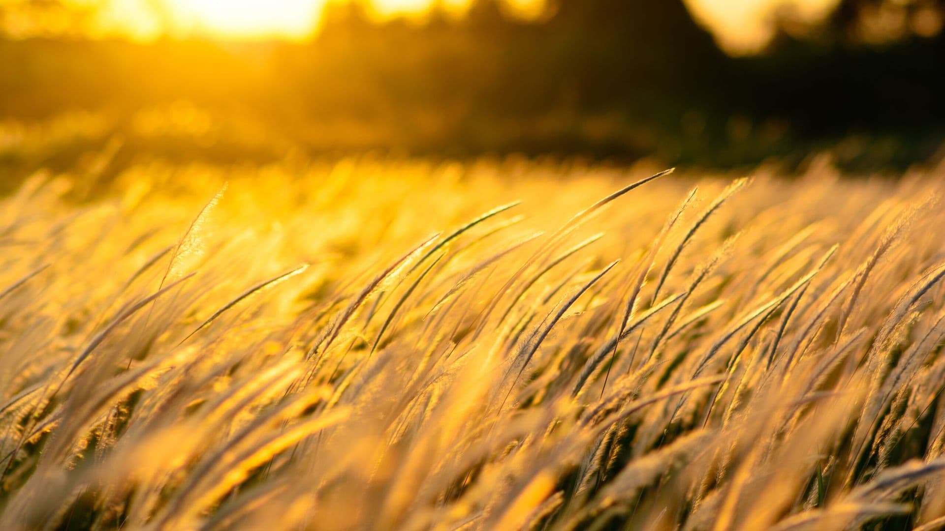 nature-4055210