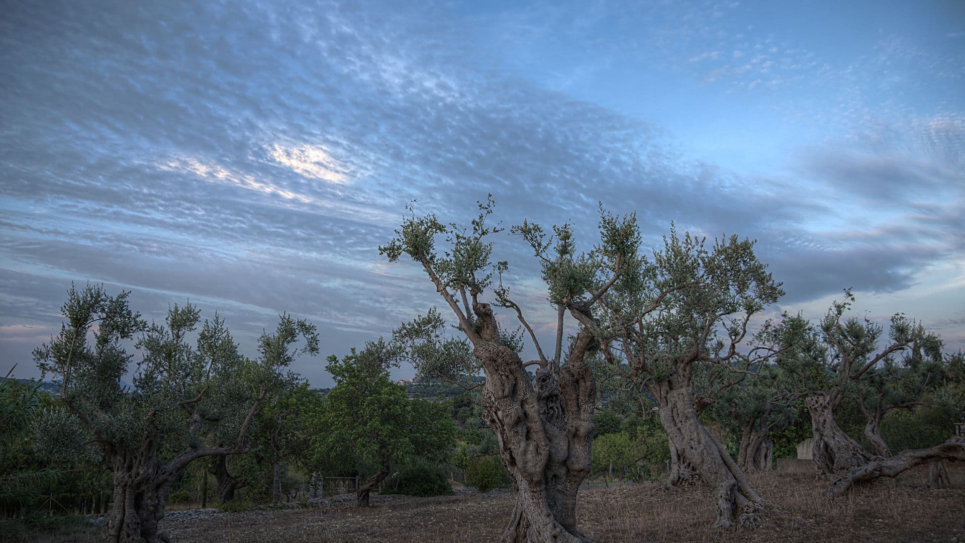 olive-grove-4378501