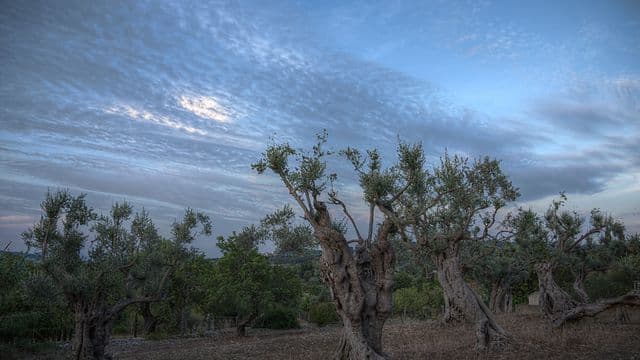 olive-grove-4378501
