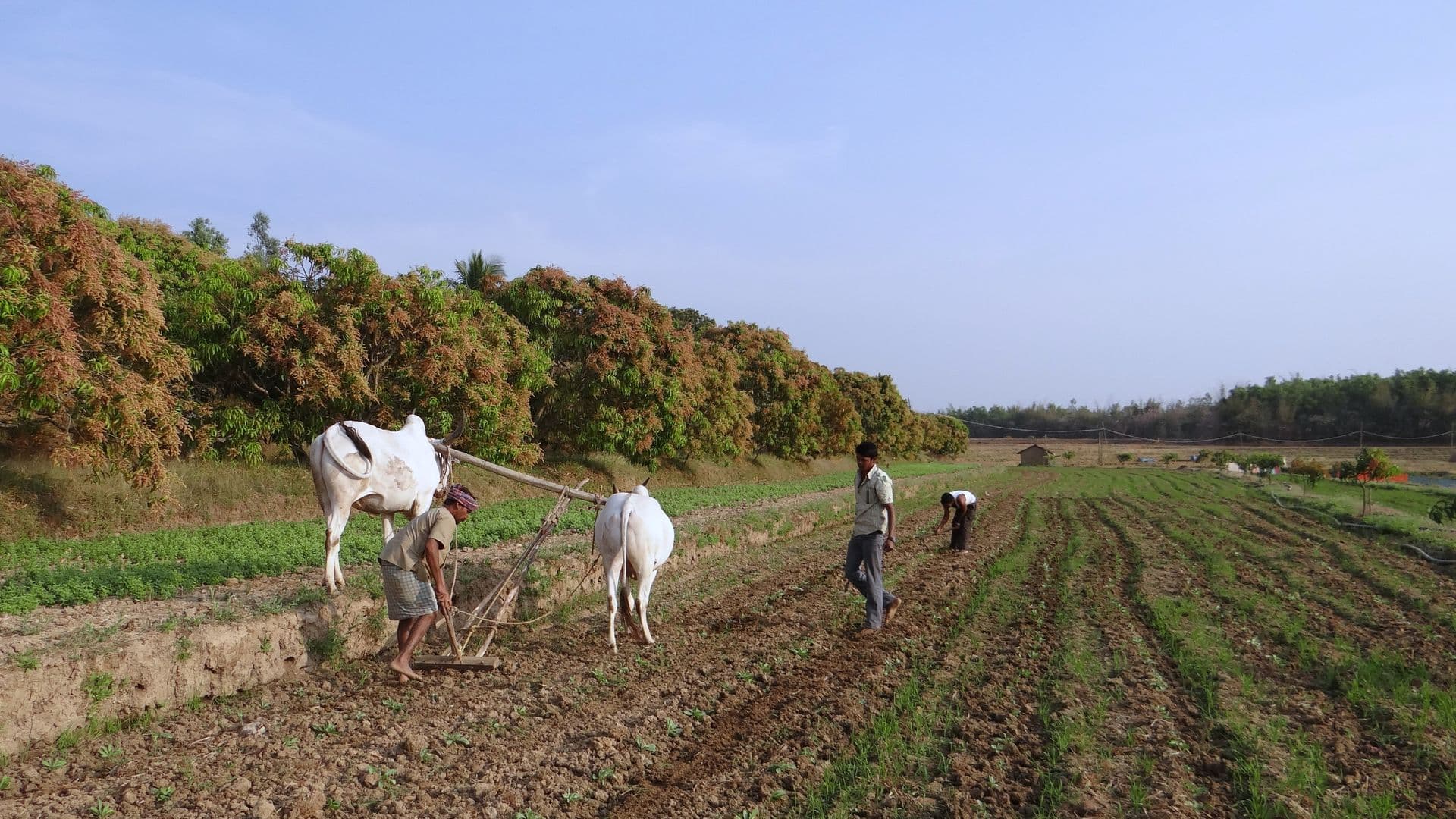 ox-plough-253414