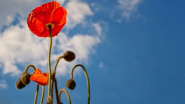 poppy-641423_1920
