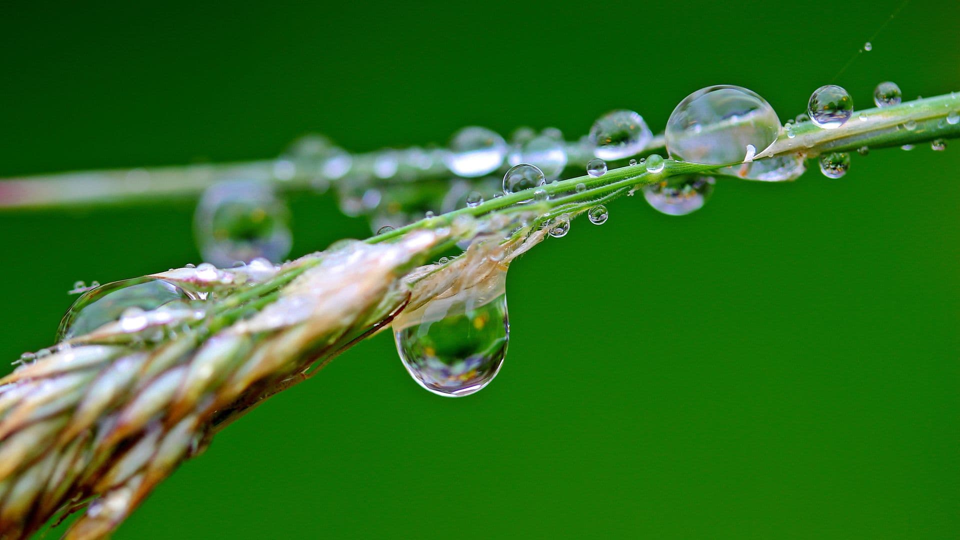 raindrop-1587994