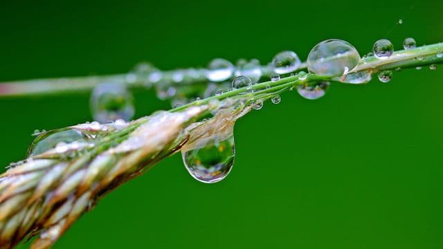 raindrop-1587994