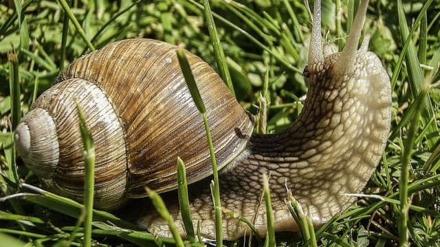 snail-1014715