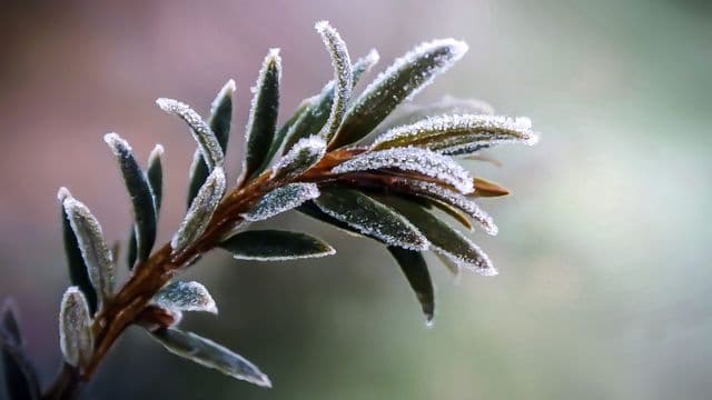 sprig-4875476
