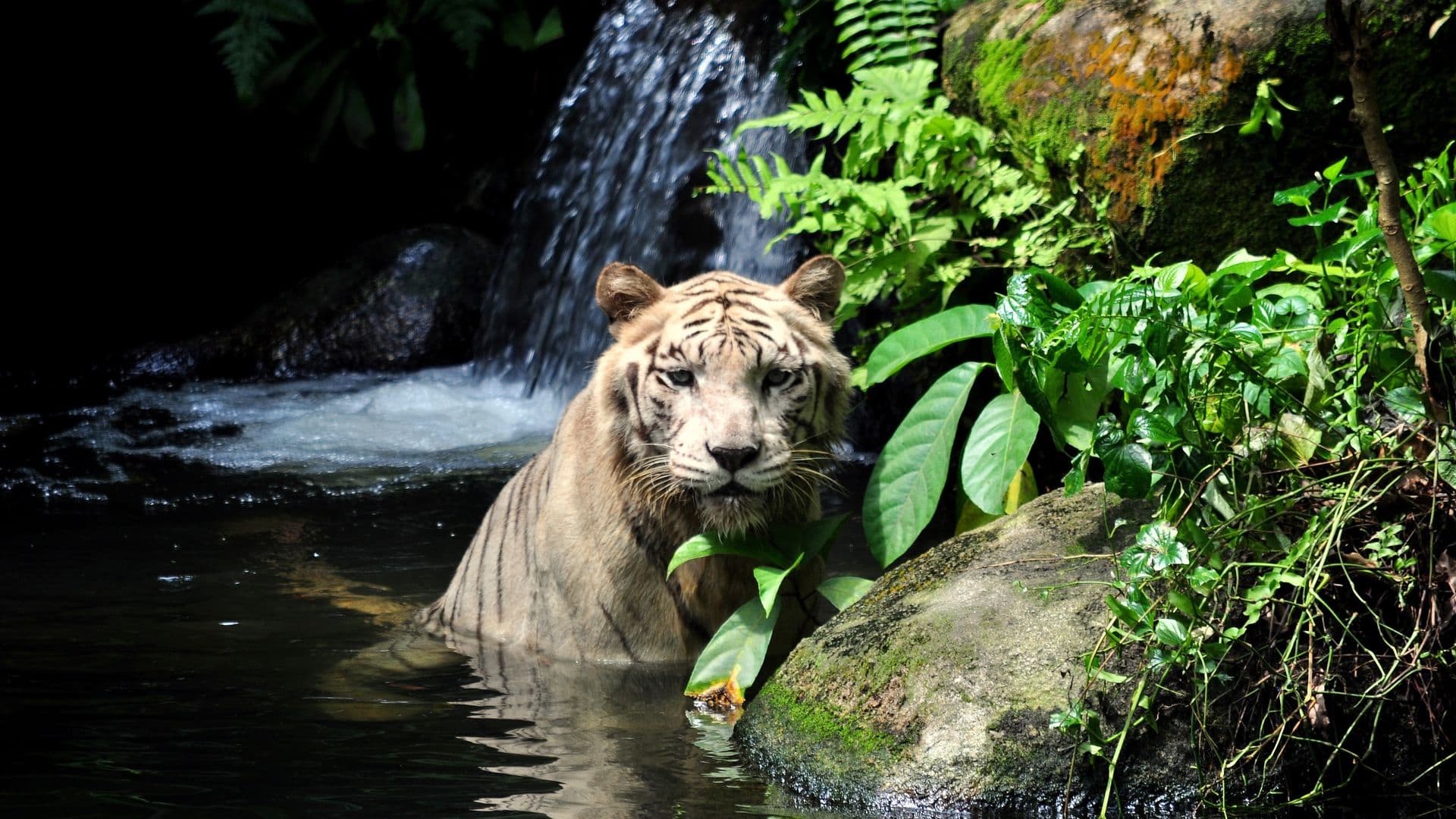 tiger-1203468