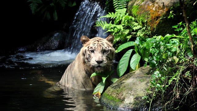 tiger-1203468