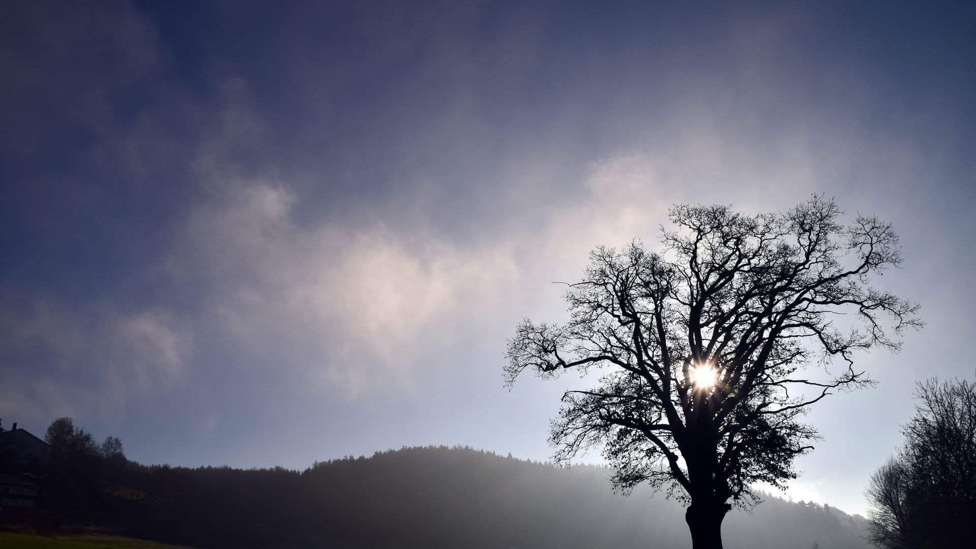 tree-1882420