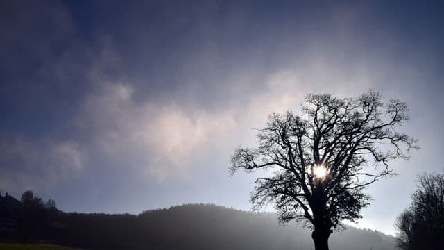 tree-1882420