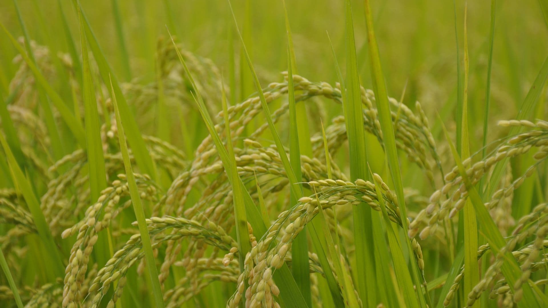 yamadas-rice-fields-285311