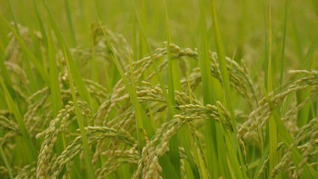 yamadas-rice-fields-285311